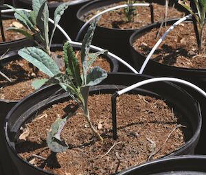 Micro-Distribution Tubing