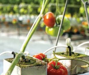 White Blue Stripe in Greenhouse
