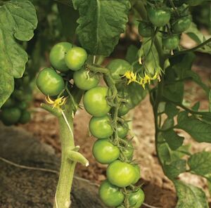 Greenhouse-Tomatoes
