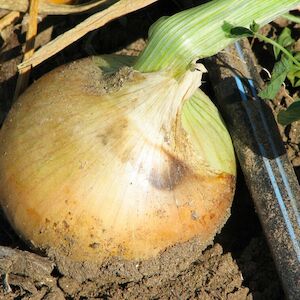 Ultra Low Flow Feature