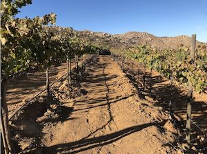 BlueLine Classic in Vineyard