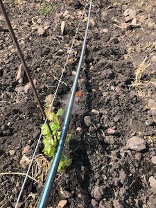 Toro BlueLine Classic