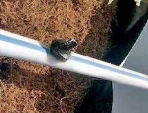 Toro Blue Stripe Hose