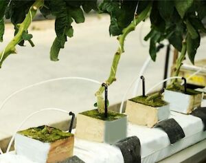 Glossy White Spiders